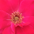 Roșu - Trandafir pentru straturi Floribunda - Anne Poulsen®